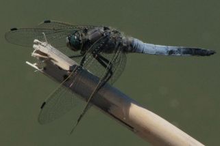 Orthetrum albistylum - Östlicher Blaupfeil